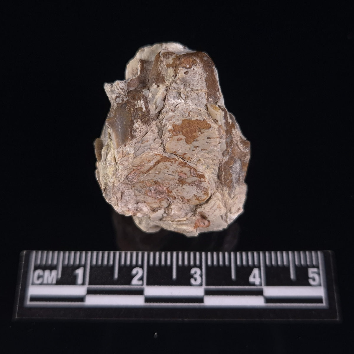 OREODONT JAW FRAGMENT WITH TEETH, Miocene, USA YOT020