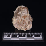 OREODONT JAW FRAGMENT WITH TEETH, Miocene, USA YOT020