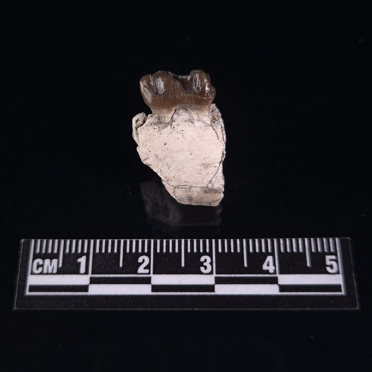 OREODONT JAW FRAGMENT WITH TEETH, Miocene, USA YOT021