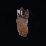 OREODONT JAW FRAGMENT WITH TEETH, Miocene, USA YOT022