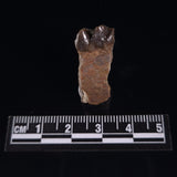 OREODONT JAW FRAGMENT WITH TEETH, Miocene, USA YOT022
