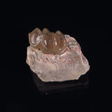 OREODONT JAW FRAGMENT WITH TEETH, Miocene, USA YOT023