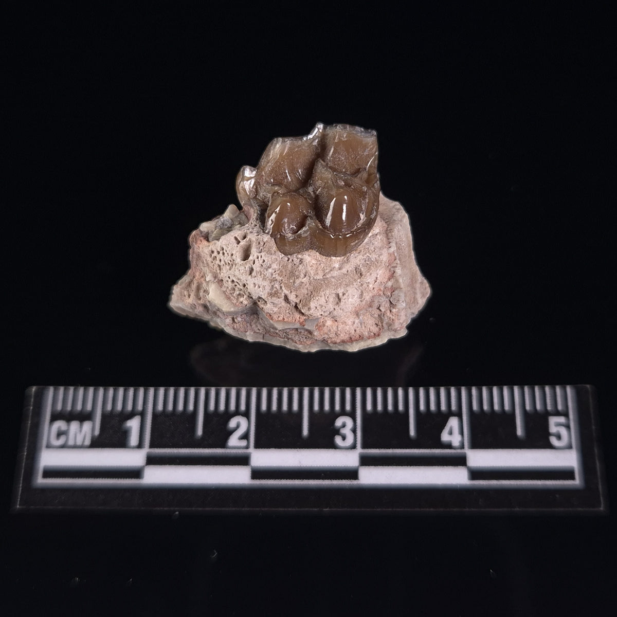 OREODONT JAW FRAGMENT WITH TEETH, Miocene, USA YOT023