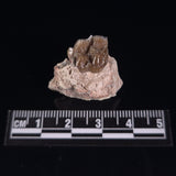 OREODONT JAW FRAGMENT WITH TEETH, Miocene, USA YOT023