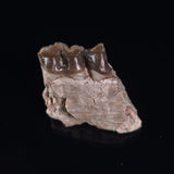 OREODONT JAW FRAGMENT WITH TEETH, Miocene, USA YOT024