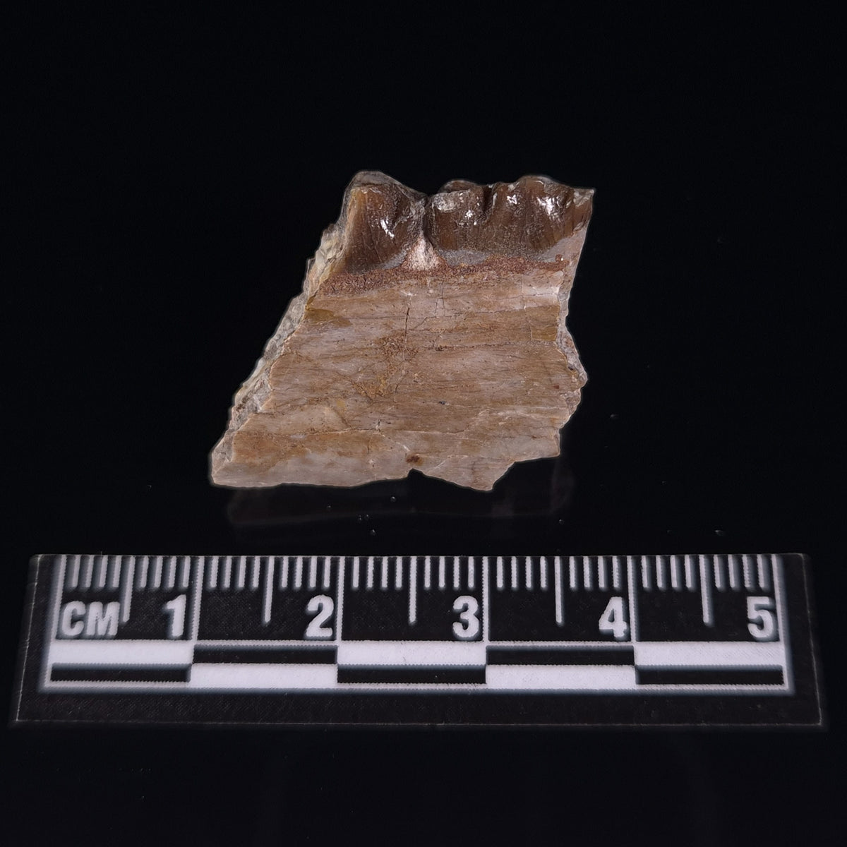 OREODONT JAW FRAGMENT WITH TEETH, Miocene, USA YOT024