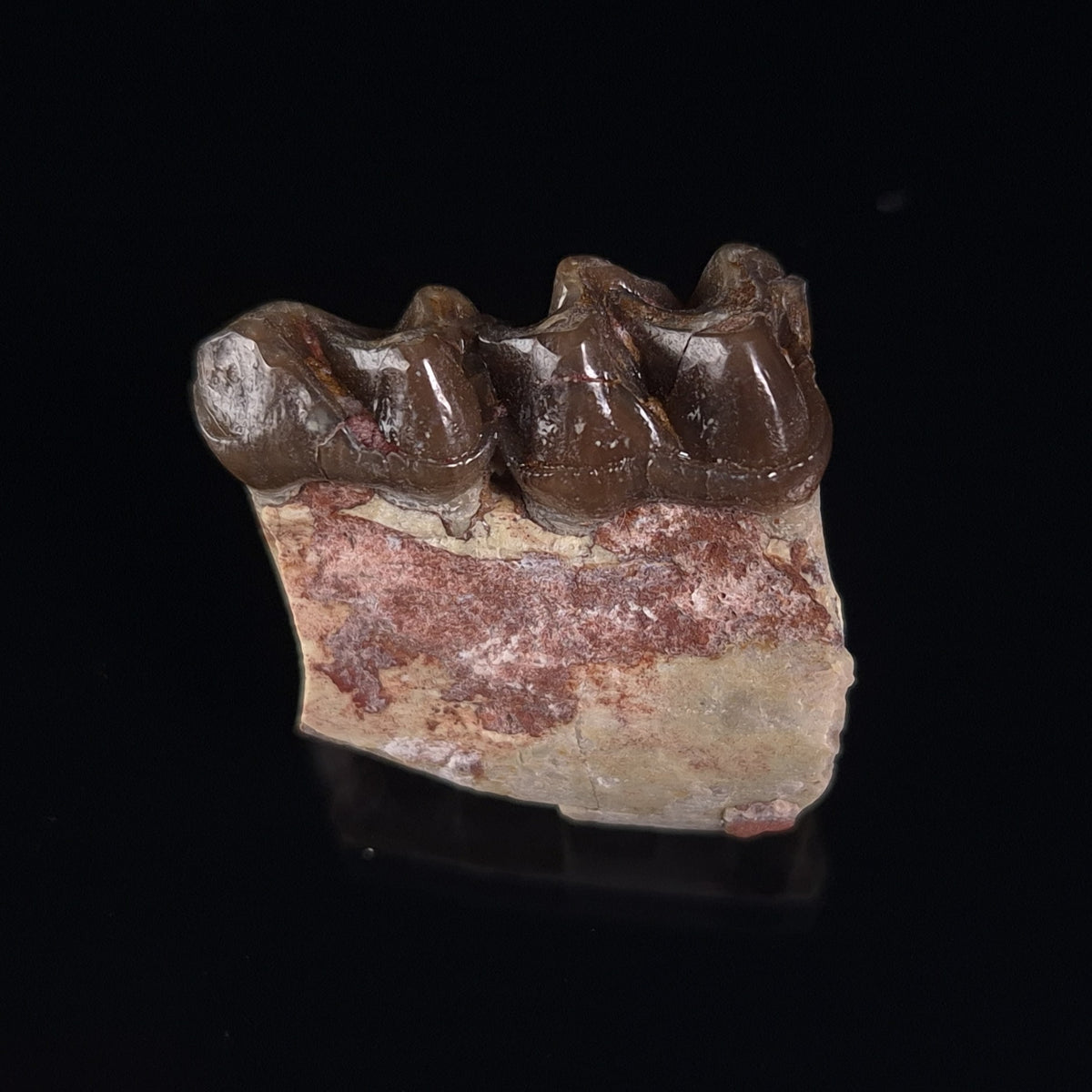 OREODONT JAW FRAGMENT WITH TEETH, Miocene, USA YOT025