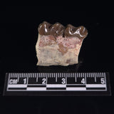 OREODONT JAW FRAGMENT WITH TEETH, Miocene, USA YOT025