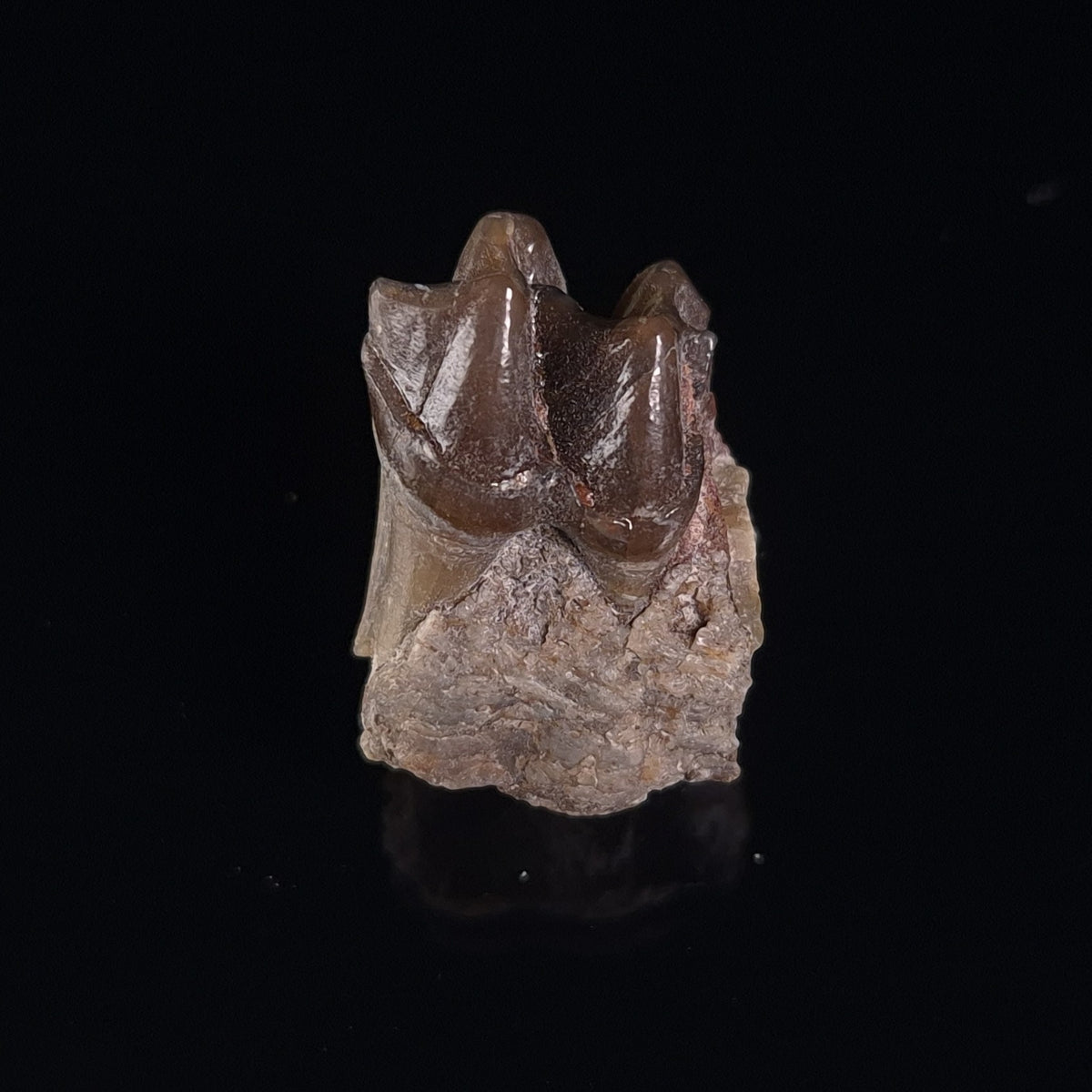 OREODONT JAW FRAGMENT WITH TEETH, Miocene, USA YOT026