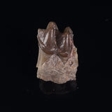 OREODONT JAW FRAGMENT WITH TEETH, Miocene, USA YOT026