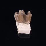 OREODONT JAW FRAGMENT WITH TEETH, Miocene, USA YOT027