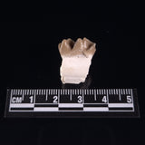 OREODONT JAW FRAGMENT WITH TEETH, Miocene, USA YOT027