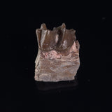 OREODONT JAW FRAGMENT WITH TEETH, Miocene, USA YOT028