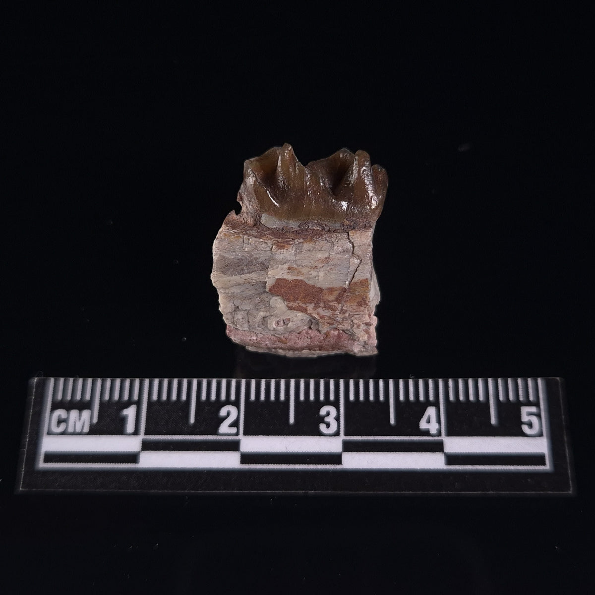 OREODONT JAW FRAGMENT WITH TEETH, Miocene, USA YOT028