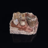 OREODONT JAW FRAGMENT WITH TEETH, Miocene, USA YOT029