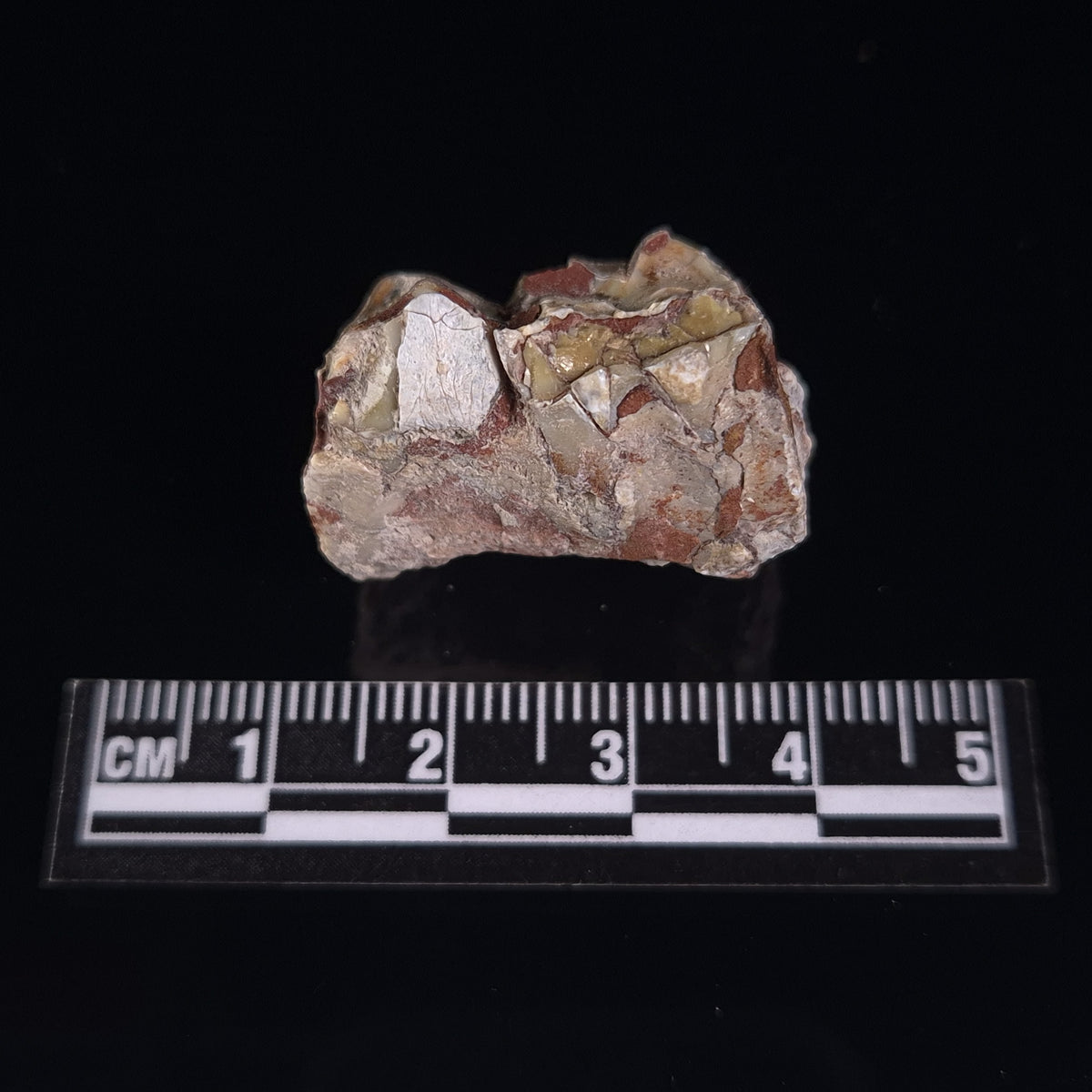 OREODONT JAW FRAGMENT WITH TEETH, Miocene, USA YOT029