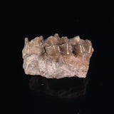 OREODONT JAW FRAGMENT WITH TEETH, Miocene, USA YOT030