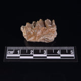 OREODONT JAW FRAGMENT WITH TEETH, Miocene, USA YOT030