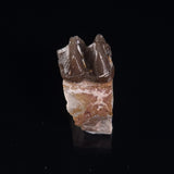 OREODONT JAW FRAGMENT WITH TEETH, Miocene, USA YOT031