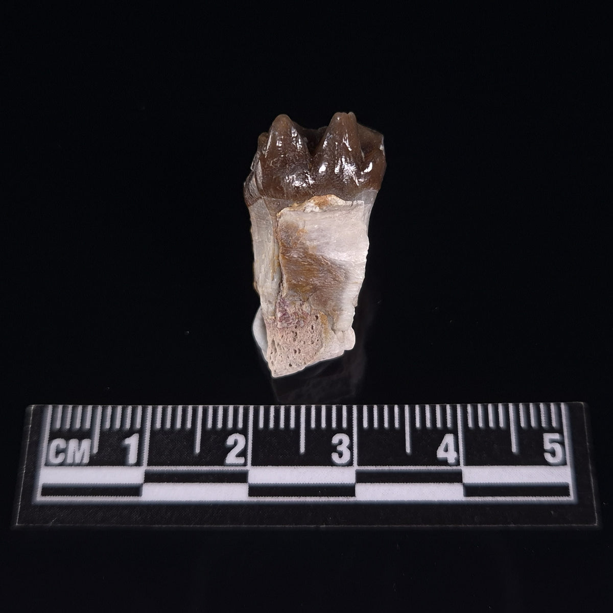 OREODONT JAW FRAGMENT WITH TEETH, Miocene, USA YOT031