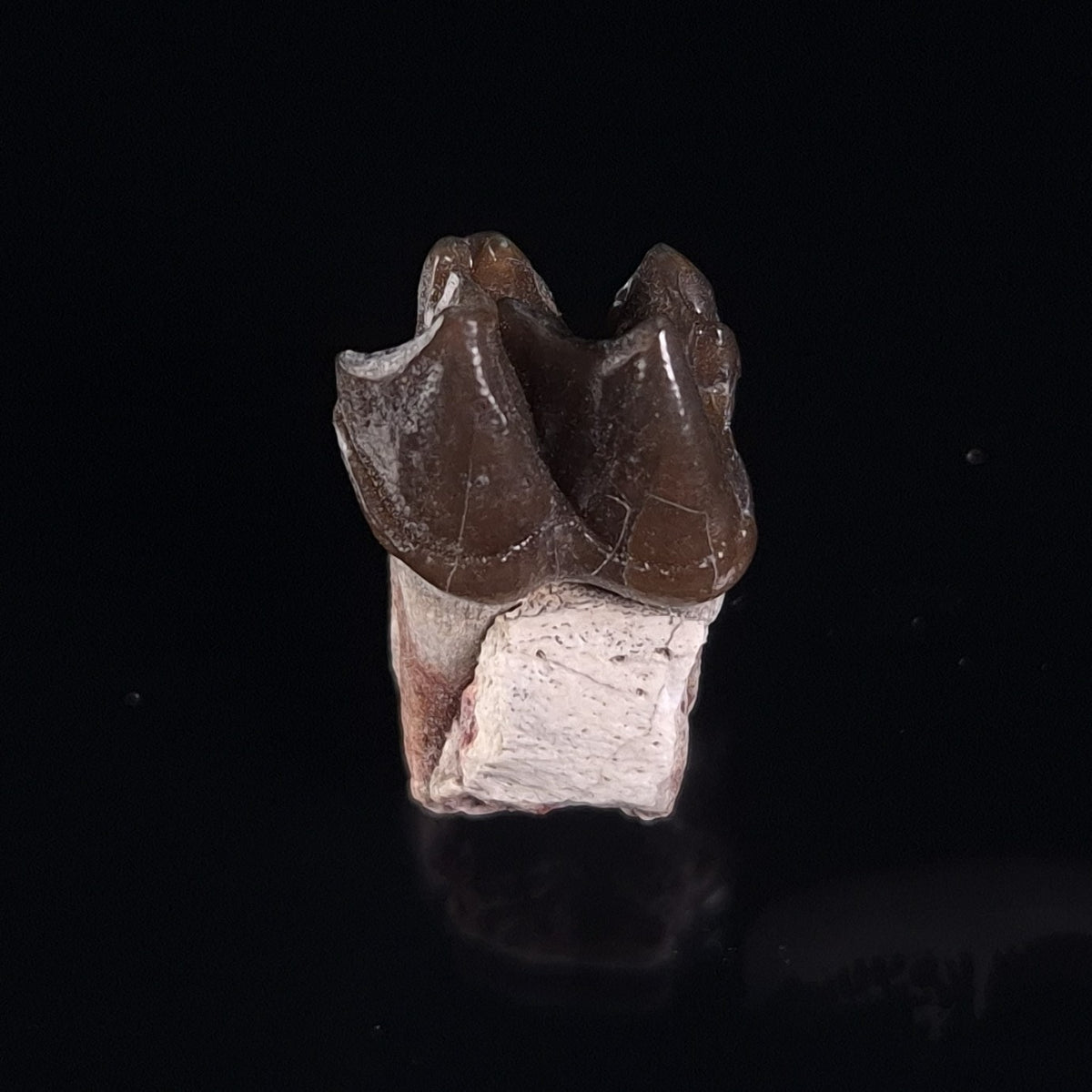 OREODONT JAW FRAGMENT WITH TEETH, Miocene, USA YOT032