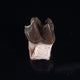 Mammal Fossils