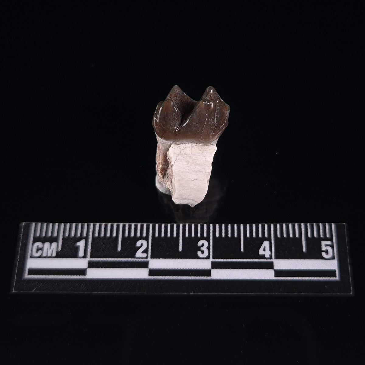 OREODONT JAW FRAGMENT WITH TEETH, Miocene, USA YOT032