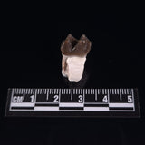 OREODONT JAW FRAGMENT WITH TEETH, Miocene, USA YOT032