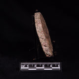 EPIDOTE FELDSPAR & QUARTZ, Tasmania ZEF001