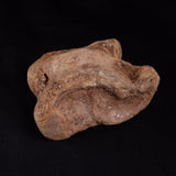 BISON ASTRAGALUS FOSSIL, North Sea YBA001