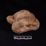 BISON ASTRAGALUS FOSSIL, North Sea YBA001
