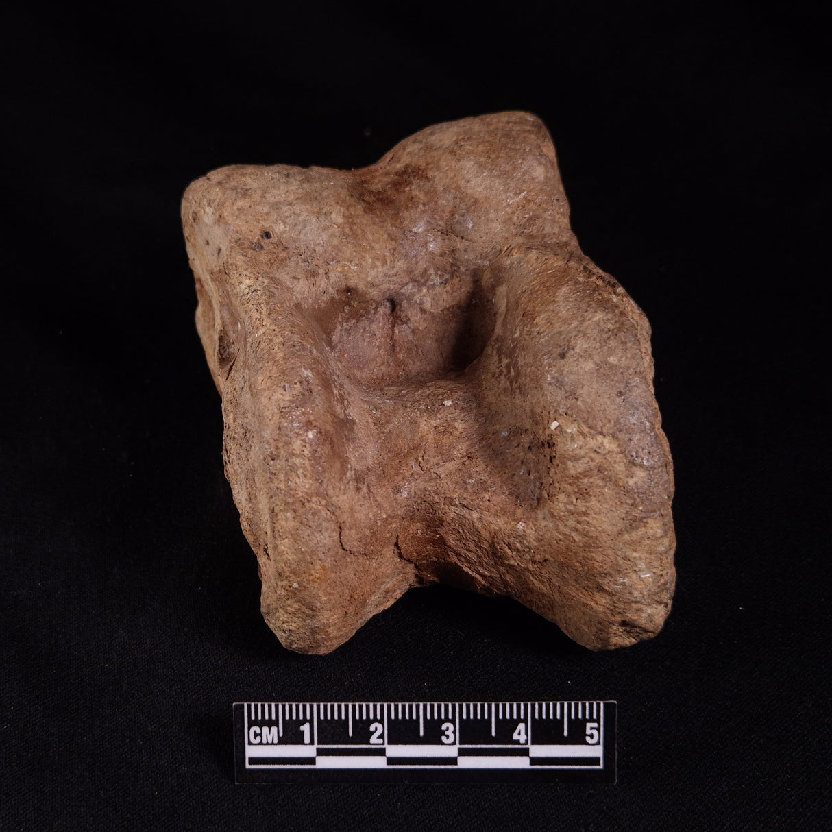 BISON ASTRAGALUS FOSSIL, North Sea YBA001