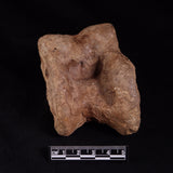 BISON ASTRAGALUS FOSSIL, North Sea YBA001