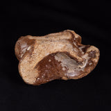 BISON ASTRAGALUS FOSSIL, North Sea YBA002