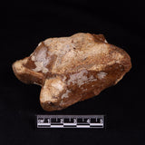 BISON ASTRAGALUS FOSSIL, North Sea YBA002