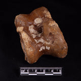 BISON ASTRAGALUS FOSSIL, North Sea YBA002