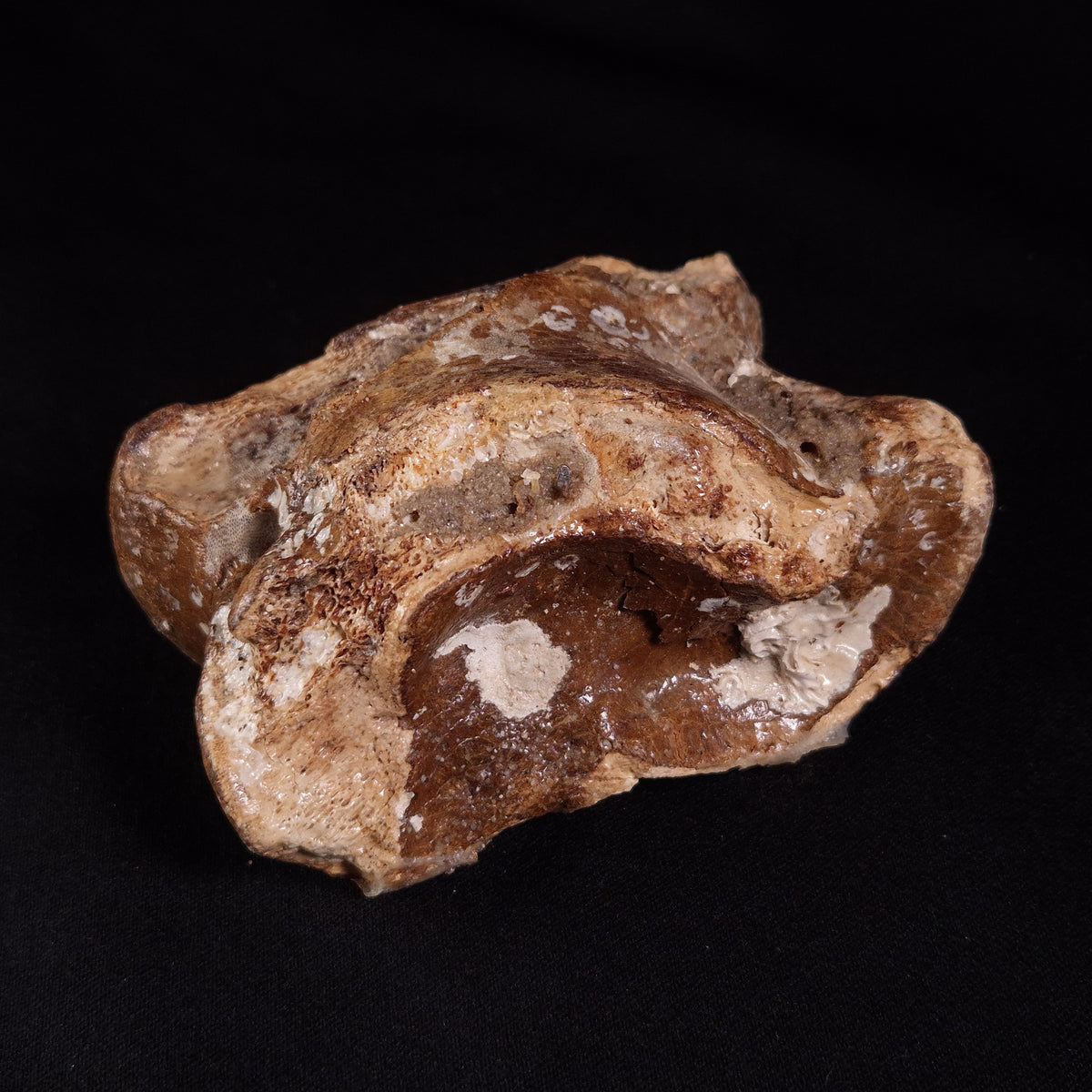 BISON ASTRAGALUS FOSSIL, North Sea YBA003