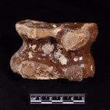 BISON ASTRAGALUS FOSSIL, North Sea YBA003