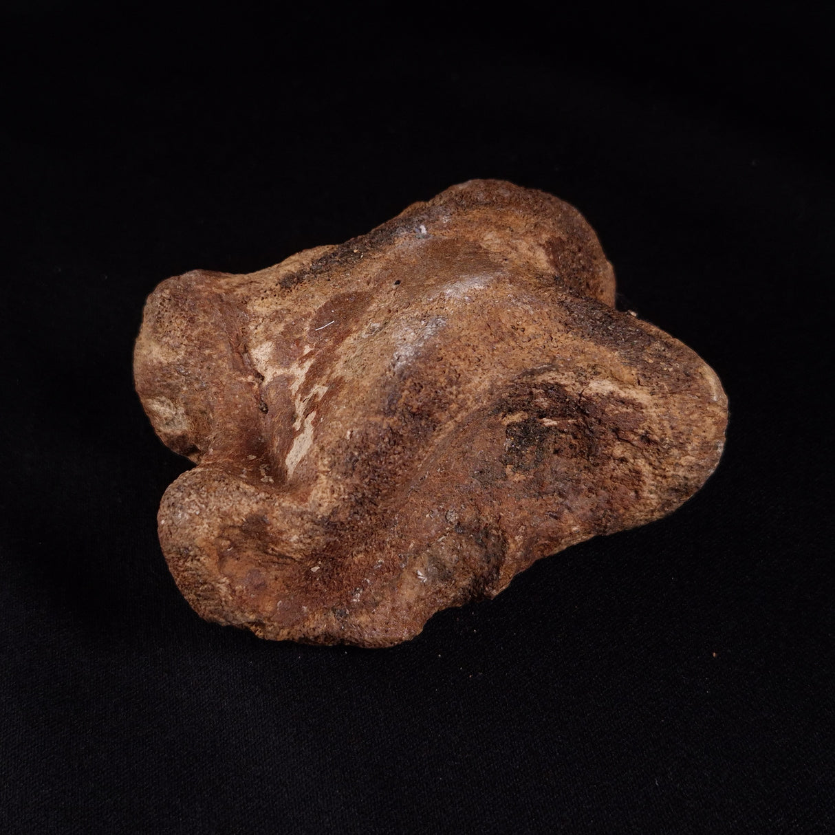 BISON ASTRAGALUS FOSSIL, North Sea YBA005