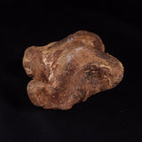 BISON ASTRAGALUS FOSSIL, North Sea YBA005