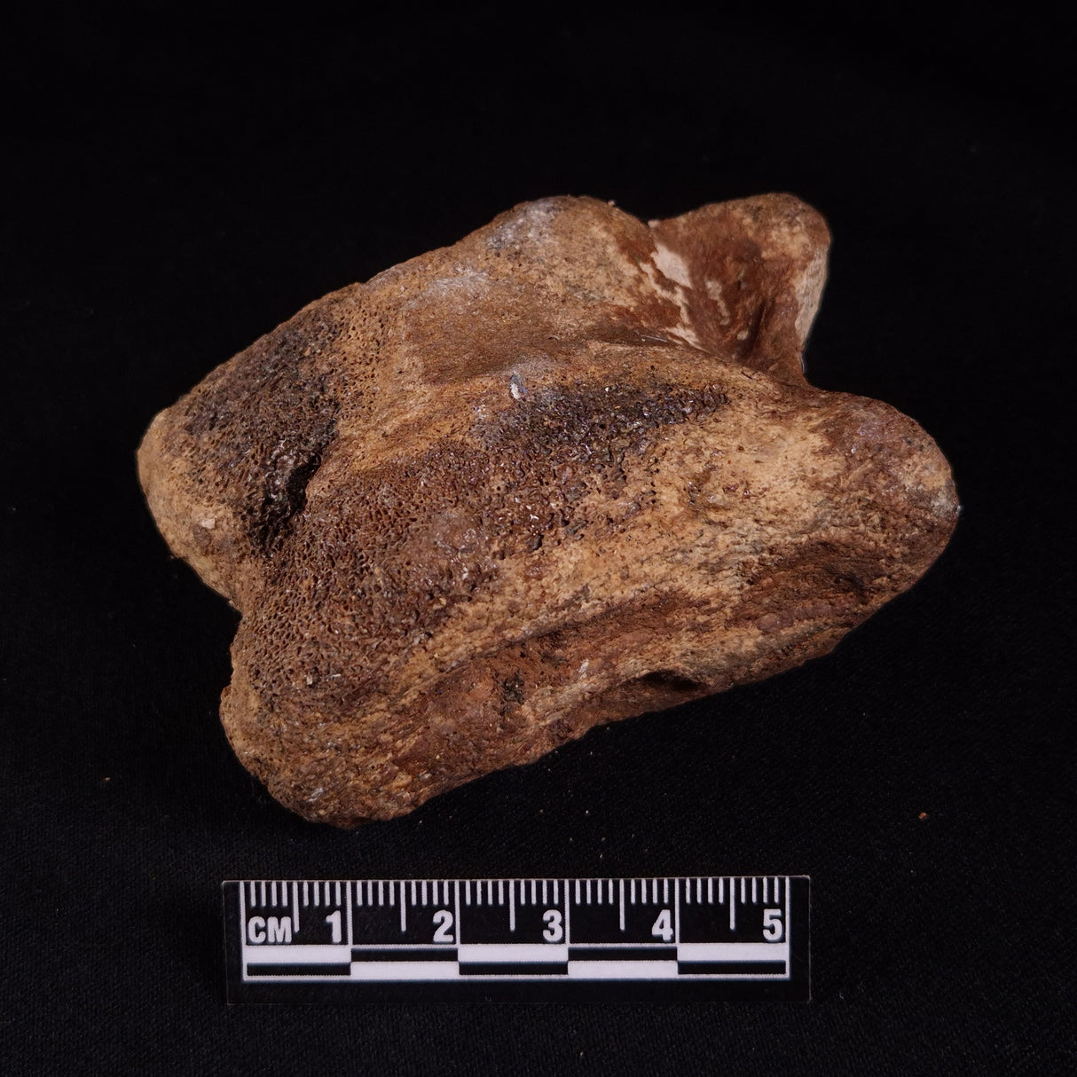 BISON ASTRAGALUS FOSSIL, North Sea YBA005