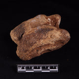 BISON ASTRAGALUS FOSSIL, North Sea YBA005