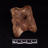 BISON ASTRAGALUS FOSSIL, North Sea YBA005