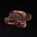 BISON ASTRAGALUS FOSSIL, North Sea YBA006