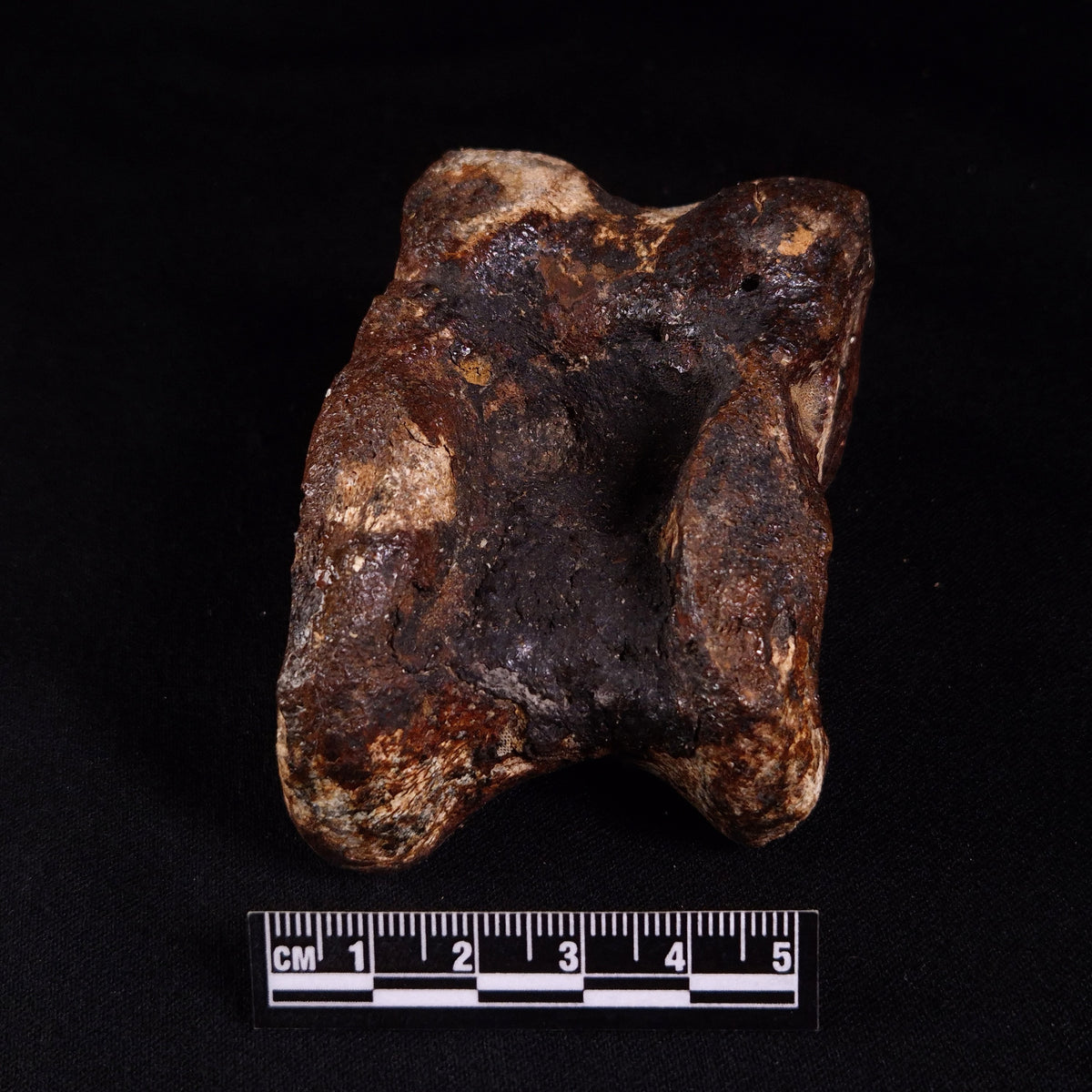 BISON ASTRAGALUS FOSSIL, North Sea YBA006