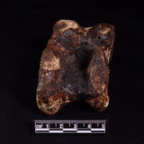 BISON ASTRAGALUS FOSSIL, North Sea YBA006