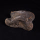 Fossil Bones