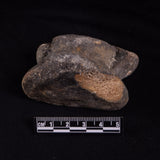 BISON ASTRAGALUS FOSSIL, North Sea YBA007