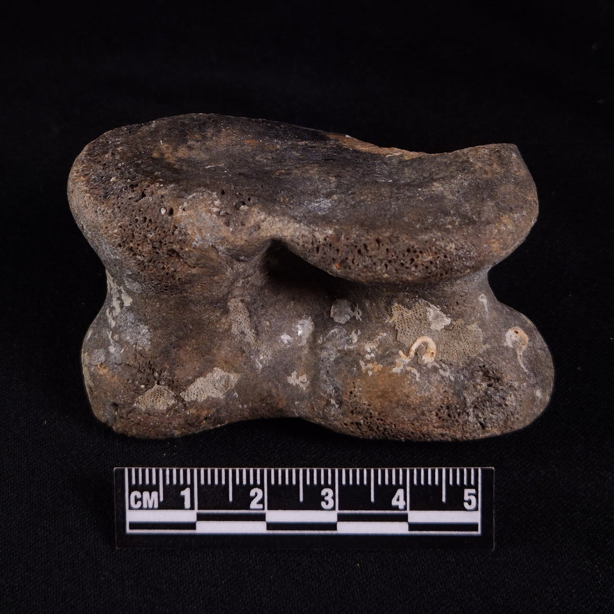 BISON ASTRAGALUS FOSSIL, North Sea YBA007