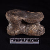 BISON ASTRAGALUS FOSSIL, North Sea YBA007